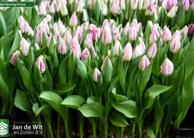 Tulipa Flaming Prince ® (1)